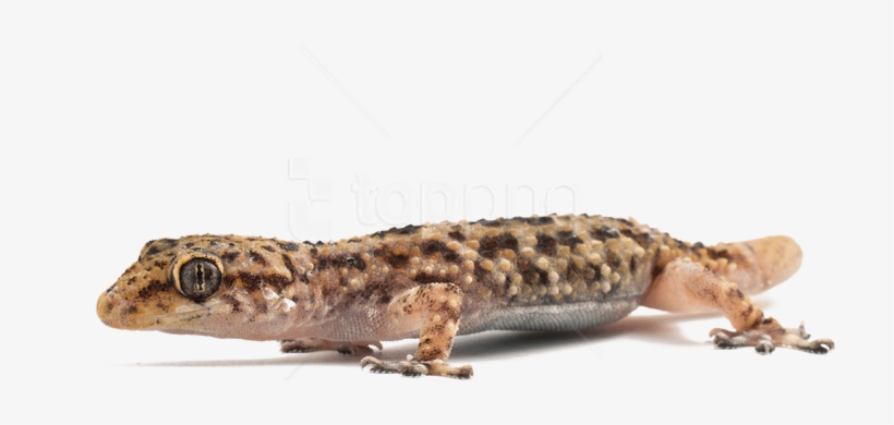 Download Lizard Png Images Background - Turkish Gecko, transparent png
