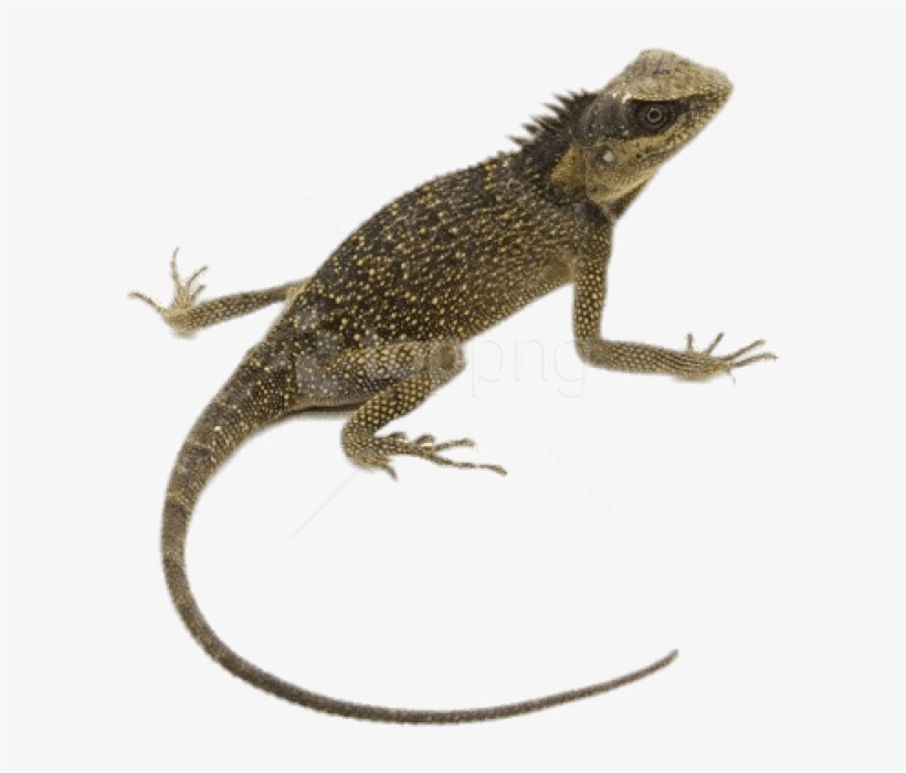 Free Png Download Mountain Horn Lizard Png Images Background - Lizard Transparent, transparent png