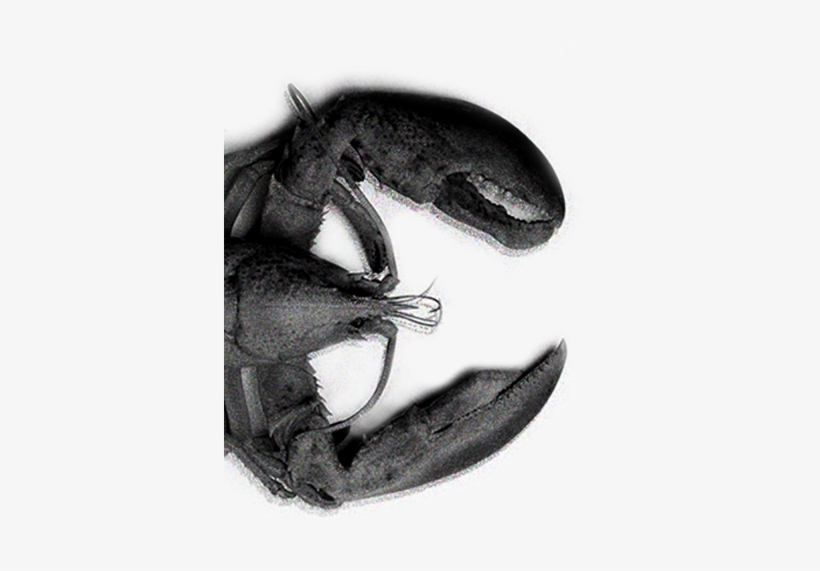 Lobster In Black And White - House Fly, transparent png