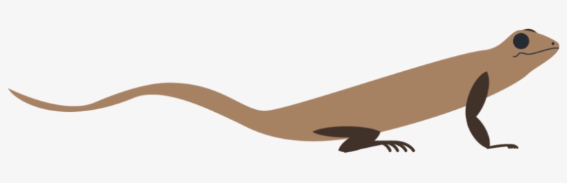Lizard, transparent png