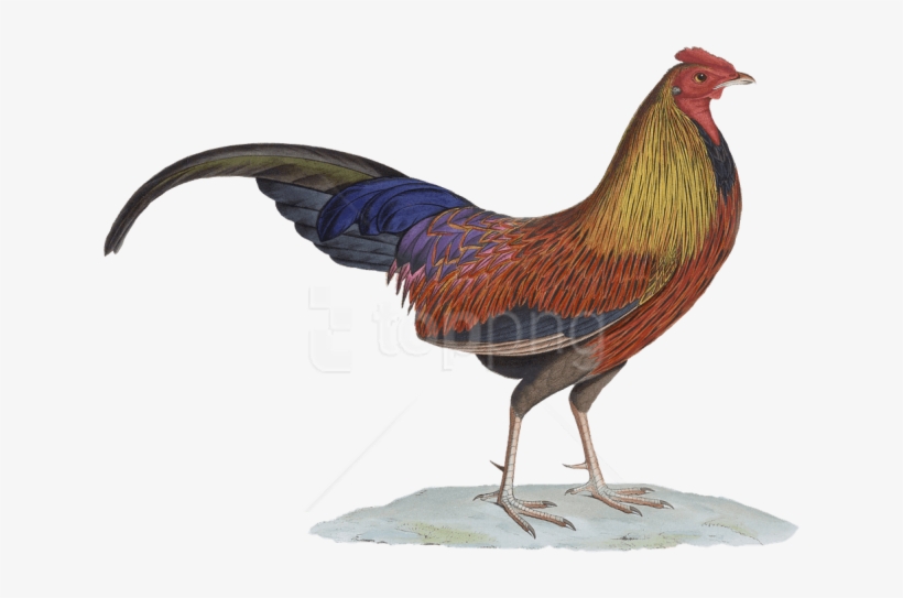 Free Png Download Rooster Drawing Png Images Background - Rooster, transparent png