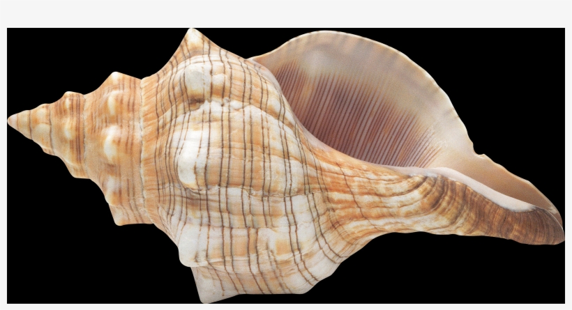 Shell, Free Pngs - Myrtle Beach, transparent png