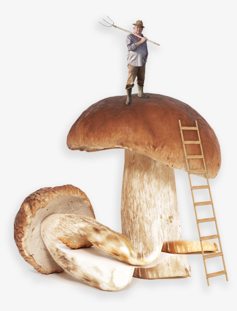 Melba Toast With Pâté - Shiitake, transparent png