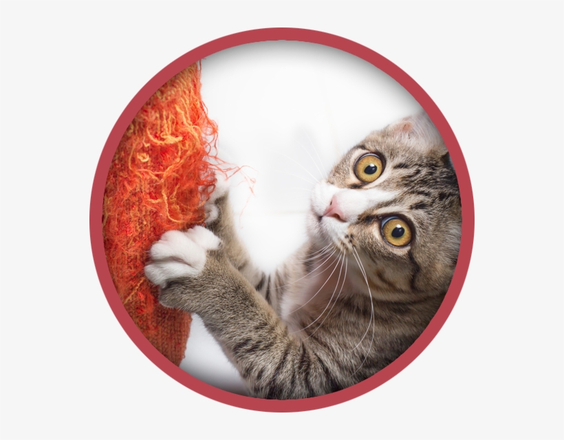 Cat Boarding - Stop Cat Scratching, transparent png