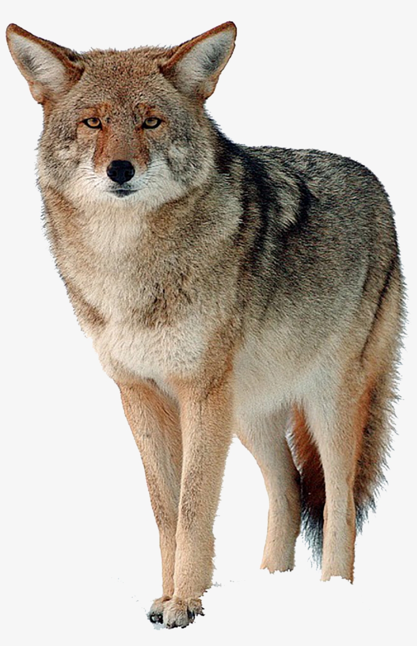Coyote Png Free Download - Canada Goose Fur, transparent png