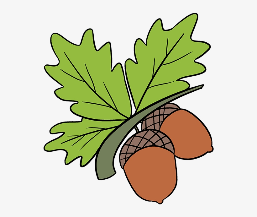 How To Draw Acorns - Draw An Acorn, transparent png