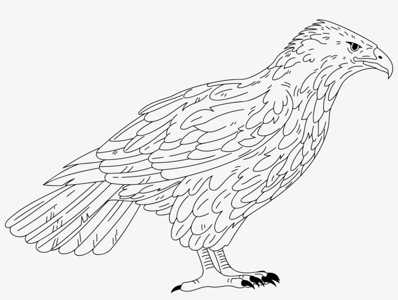 2350 X 1661 3 - Falcon Coloring, transparent png