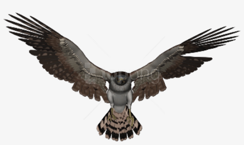 Free Png Download Falcon Png Images Background Png - Falcon Transparent Background, transparent png