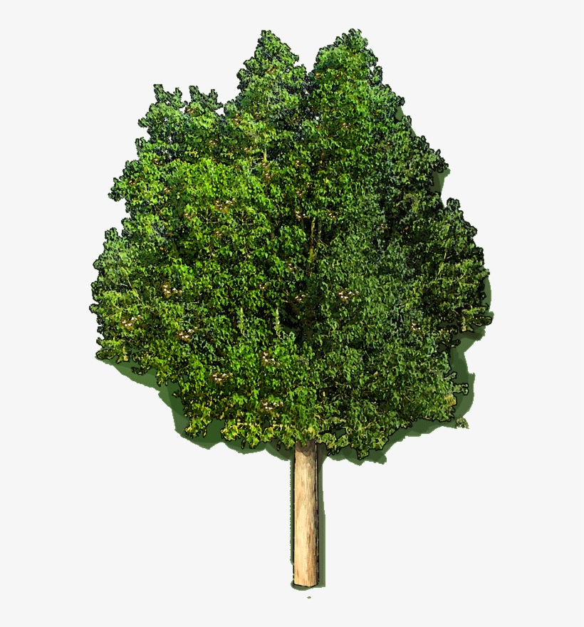 206259 Castanea Dentata Jlwz 23 Jan 2019 - Tree With White Background, transparent png