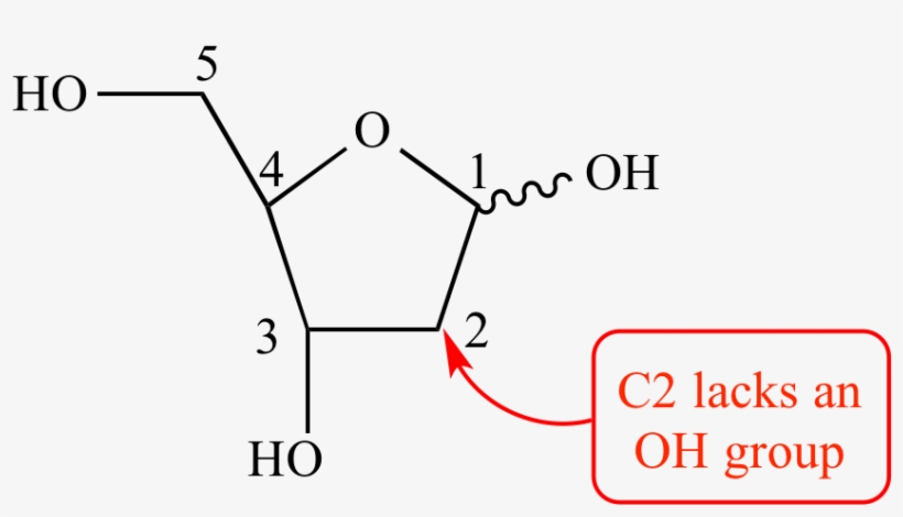 Monosaccharide, Rna, Furanose, Α, Β, Wavy Line - C 2 Of Deoxyribose, transparent png