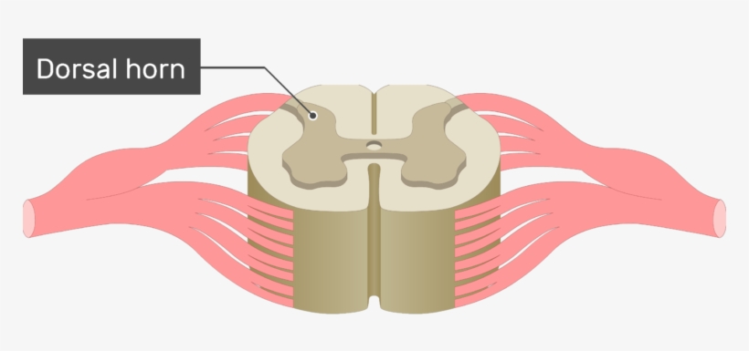 An Image Showing The Dorsal Horn Of The Gray Matter - Spinal Cord, transparent png