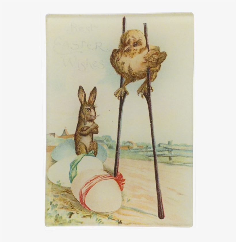 Hare, transparent png