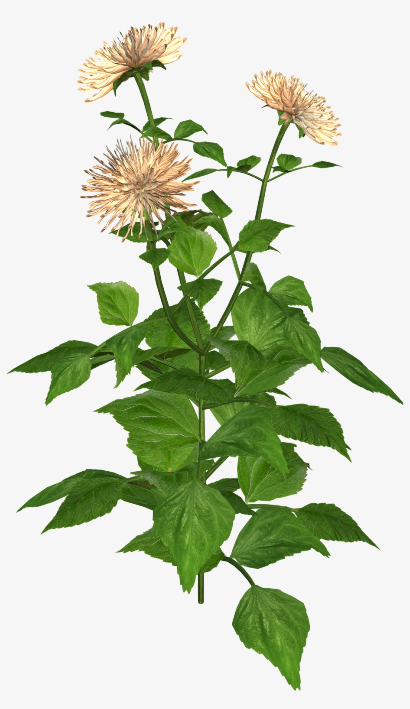 Flower And Misc Png Graphics And Clip Art - Chrysanths, transparent png