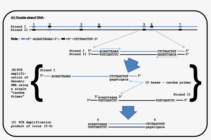 Representative Position Of Random Sequences Existed - Selective Amplification Of Microsatellite Polymorphic, transparent png