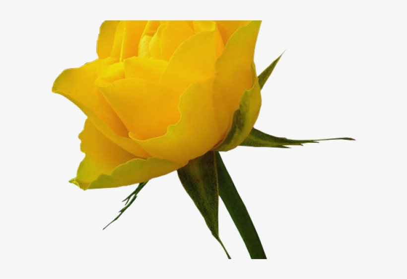 Yellow Rose Clipart Red Rose Outline - Yellow Roses Png, transparent png