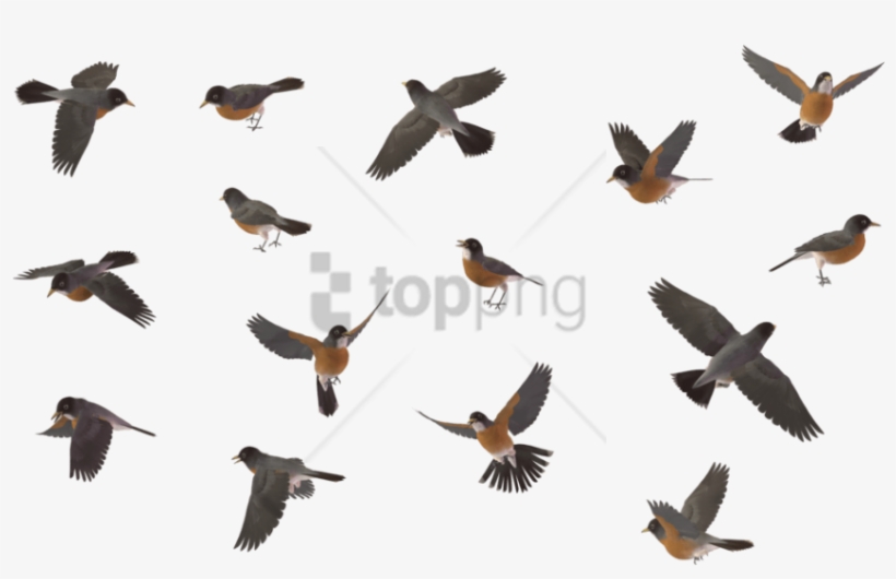 Free Png Sparrow Bird Png Image With Transparent Background - Blue Jay Flying Png, transparent png