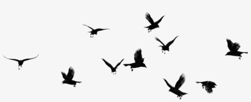#ftestickers #birds #silhouette #flock #bird #animal - Flock, transparent png