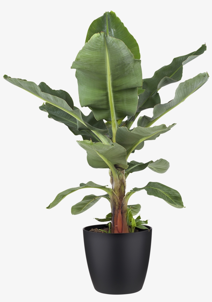 Potted Plant Banana Plant - Bananenplant Kopen, transparent png