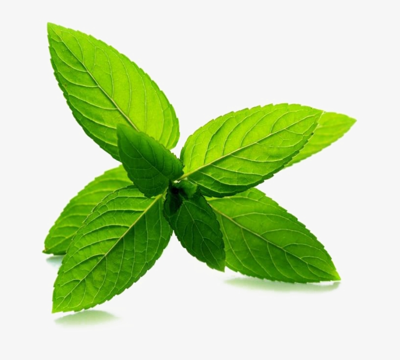 Mint Transparent Image - Peppermint Leaf, transparent png