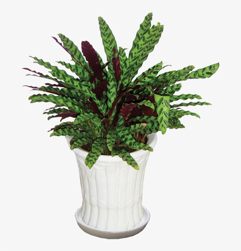 Cây Đuôi Phụng - Houseplant, transparent png