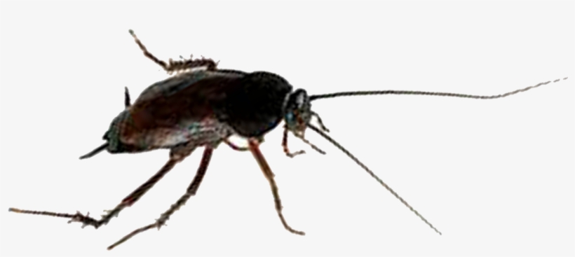 Oriental Cockroaches Are Often Called Water Bugs Because - Mosquito, transparent png