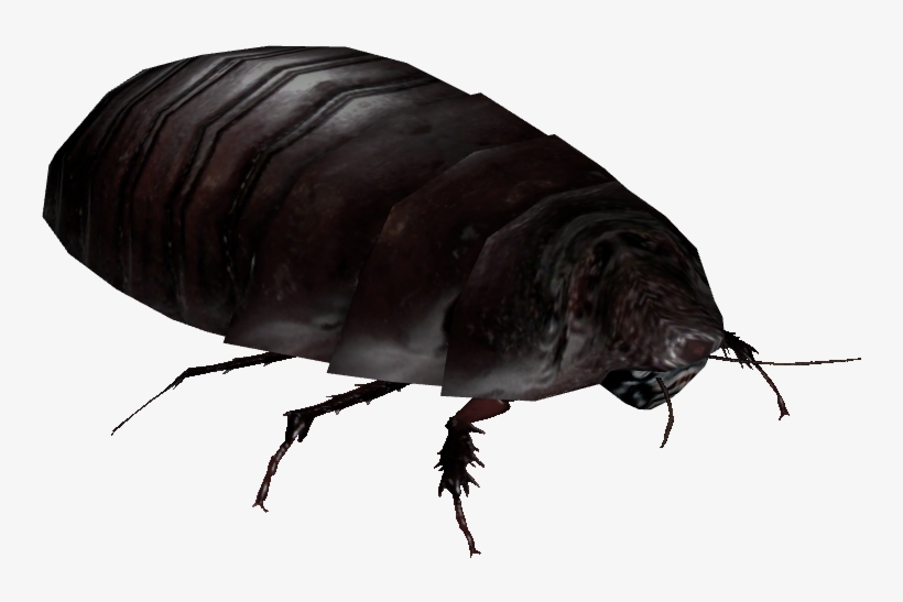 Giant Burrowing Cockroach - Flea, transparent png