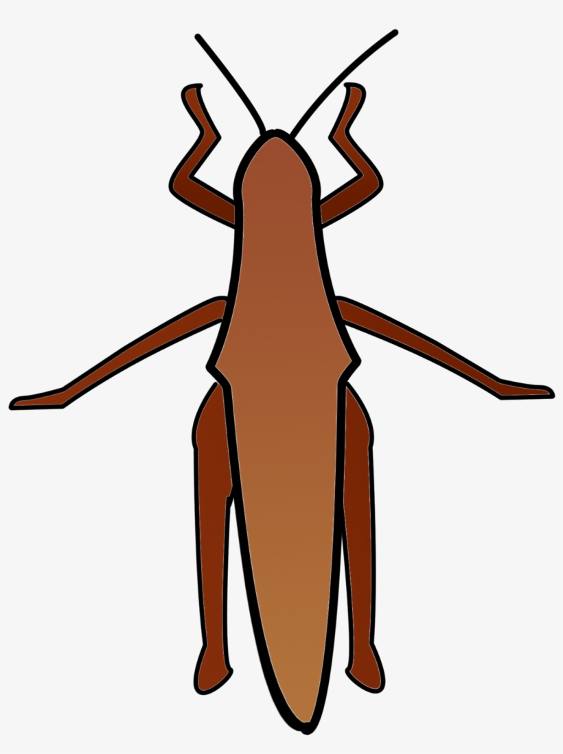 Download Thanksgiving Cockroach Coloring Pages 19 Collection - Earwigs, transparent png