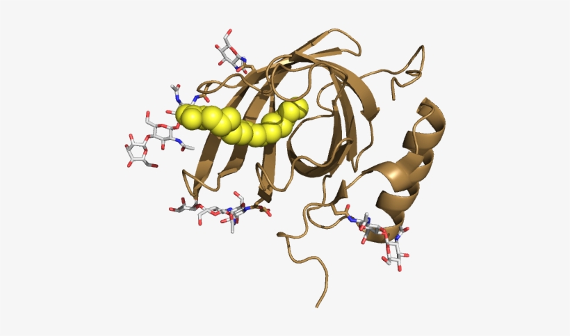 Structure Of Lilli-mip From Cockroach Milk - Cartoon, transparent png