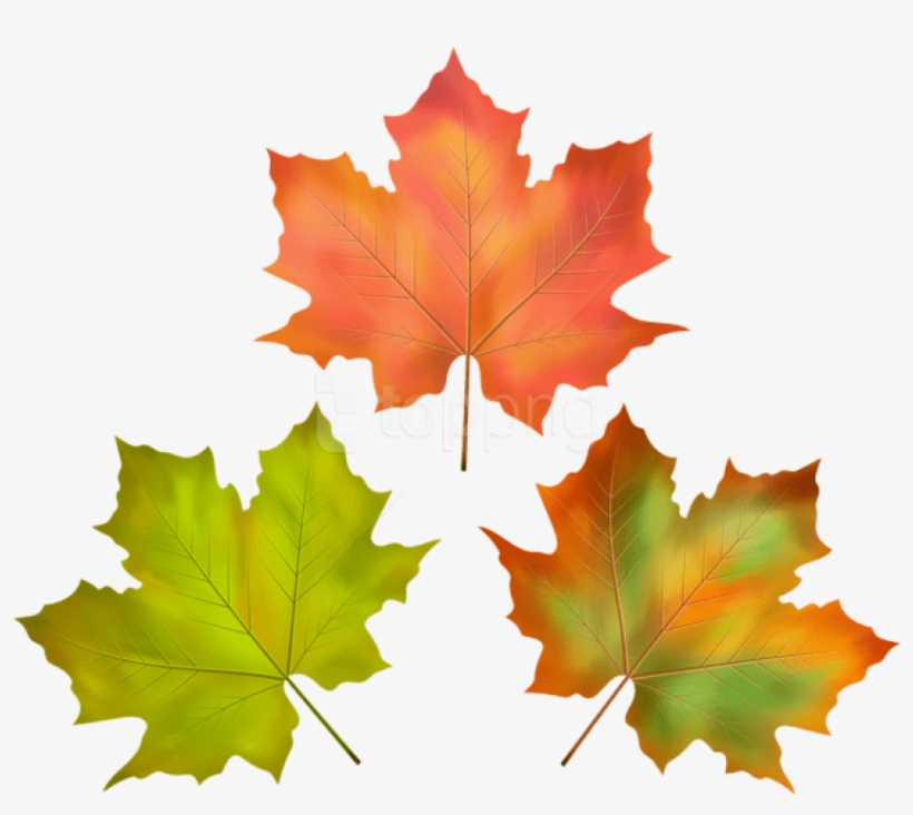 Free Png Download Fall Leaves Set Clipart Png Photo - Maple Leaf, transparent png