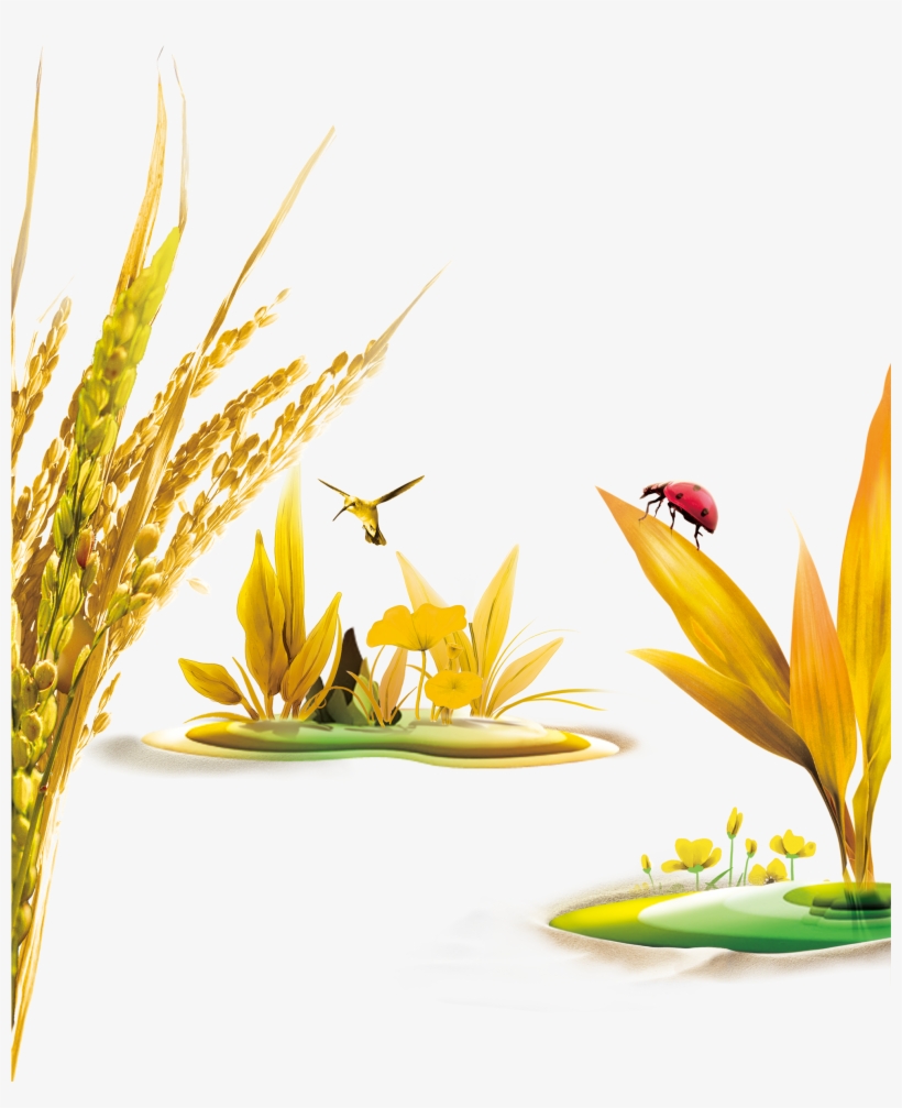 Oats Wheat Wheat Birds Ladybug 1969*2362 - Rice Crop Psd Free Download, transparent png