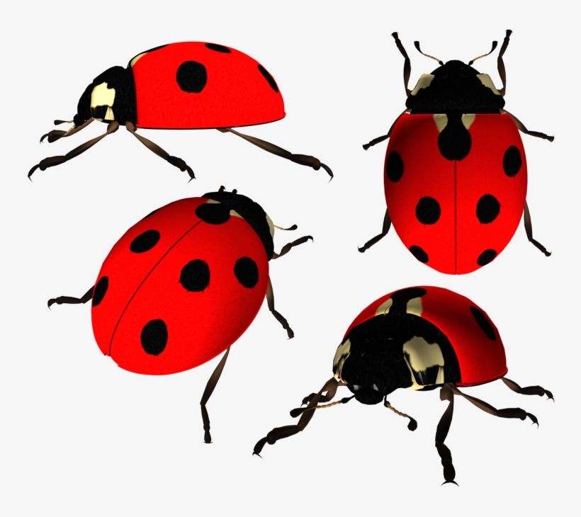 Ladybird Png Photo - Божья Коровка Пнг, transparent png