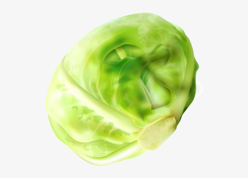 Cabbage, transparent png