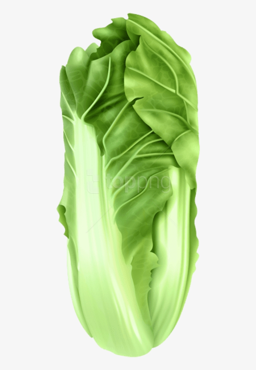 Free Png Download Napa Cabbage Png Images Background - Collard Greens, transparent png