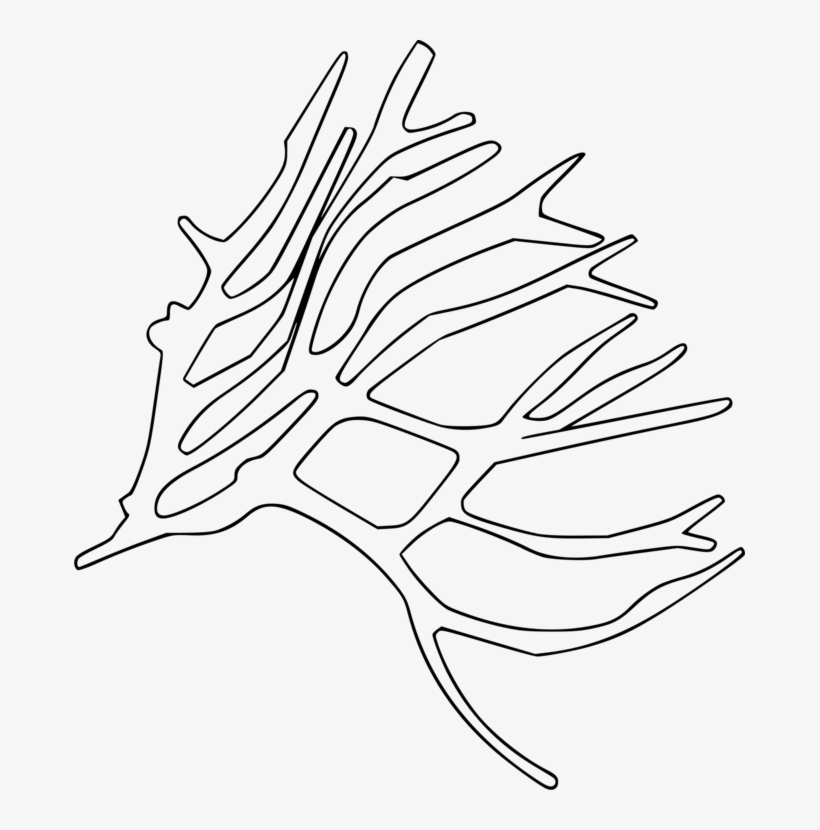 Aquatic Plants Leaf Seaweed Alpine Plant - Line Art, transparent png