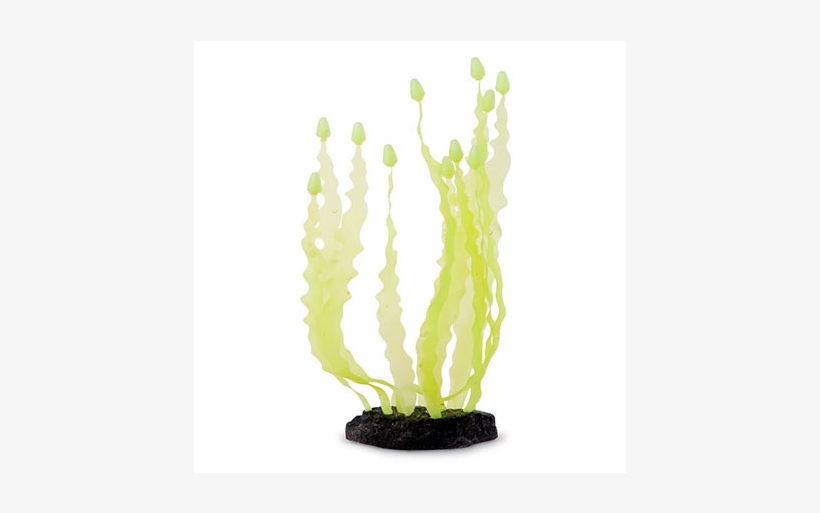 Sporn Yellow Caulerpa Seaweed - Cactus, transparent png