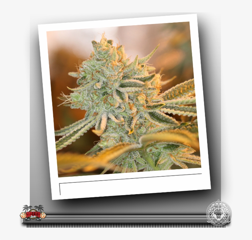 Sin City Raskal Berries - Picture Frame, transparent png