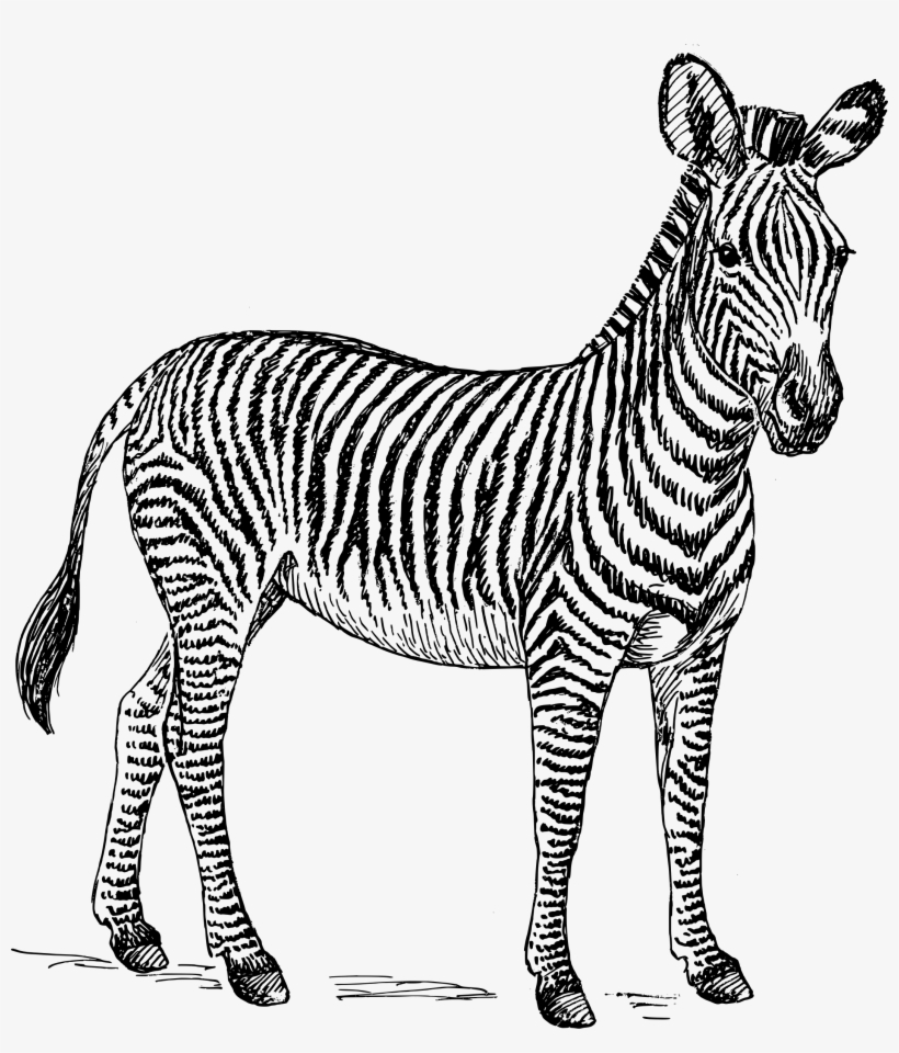 Svg Download - Zebra Black And White Clipart, transparent png
