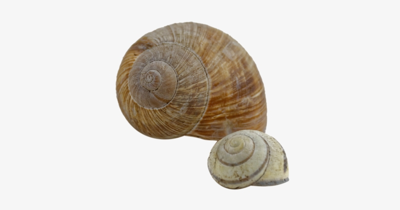 Snail Shell Spiral - Snail Shells Transparent, transparent png