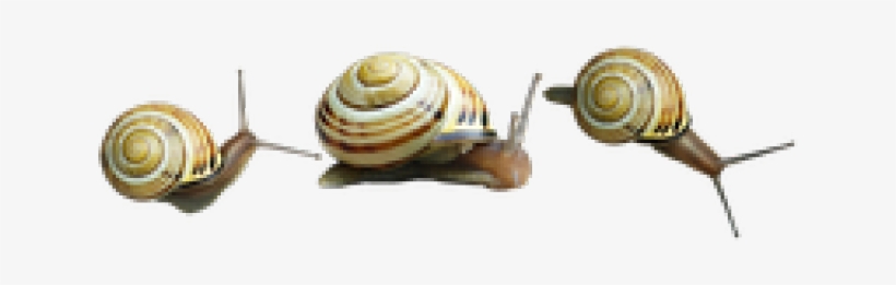 Snail Png Transparent Images - Orthogastropoda, transparent png