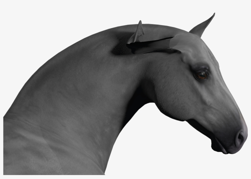 Horse Ears Png - Stallion, transparent png