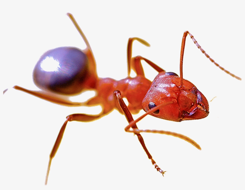 1200 X 809 5, transparent png