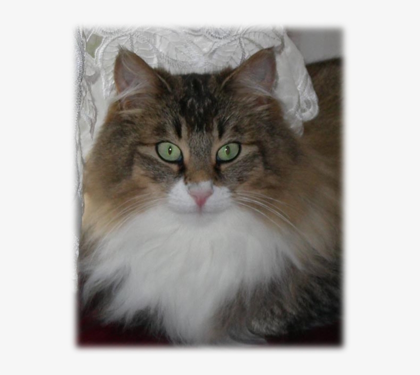 Sonata As An Adult, With Full Coat - Domestic Long-haired Cat, transparent png