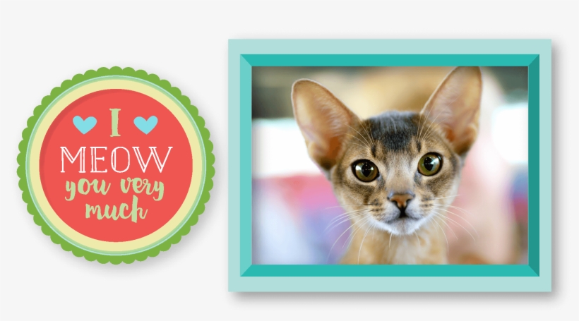 Generally, These Cats Weigh Between 3,6kg And 5,5kg, - Rosette, transparent png