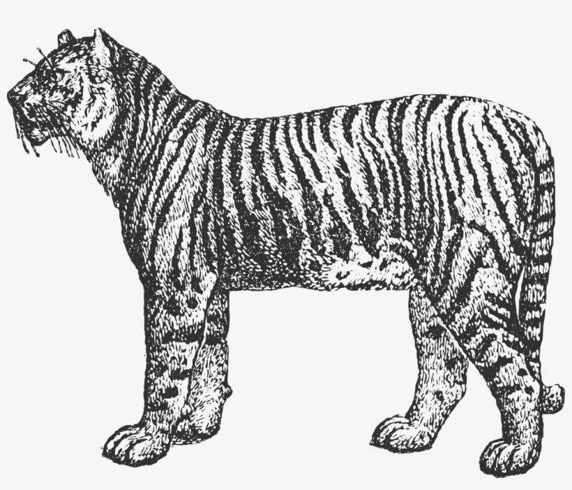 Menu - Siberian Tiger, transparent png