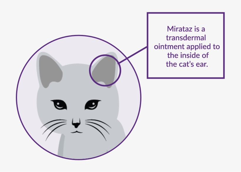 Where To Apply Ointment In A Cat's Inner Ear Illustration - Cartoon, transparent png