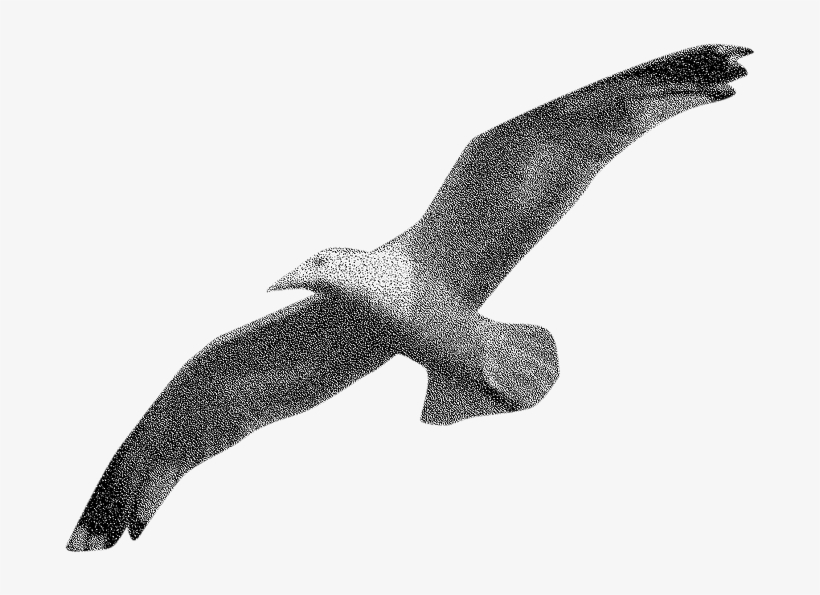 Seagully - Golden Eagle, transparent png