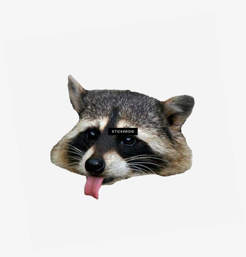 Raccoon Head Png - Racoon Png, transparent png