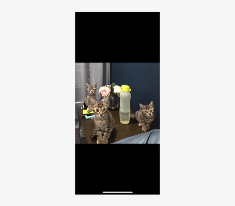 Male Domestic Short Hair Cat In Qld - Cat, transparent png
