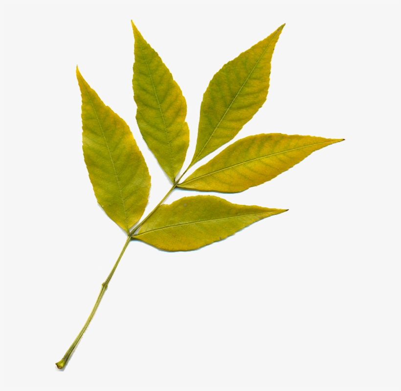 Feuille, Feuille Du0027automne, Feuilles Jaunes, Nature, transparent png