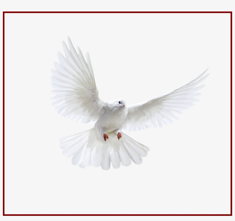 Best Holy Spirit Dove Clip Art Of Flying In Front You - Uçan Beyaz Güvercin Png, transparent png